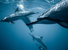 原油期货走势，原油期货走势分析最新消息